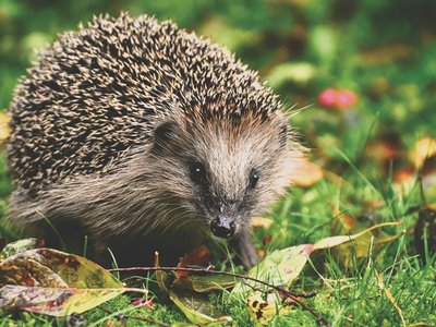 Igel auf grünen und roten Blättern im Gras