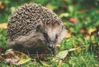 Igel auf grünen und roten Blättern im Gras