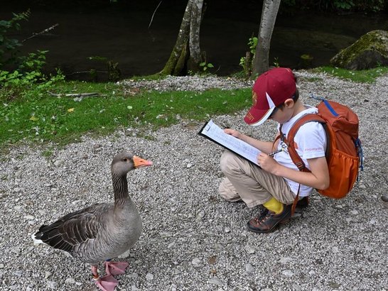 Ein Junge malt eine Gans