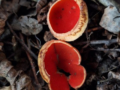 Pilz am Boden