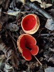 Pilz am Boden