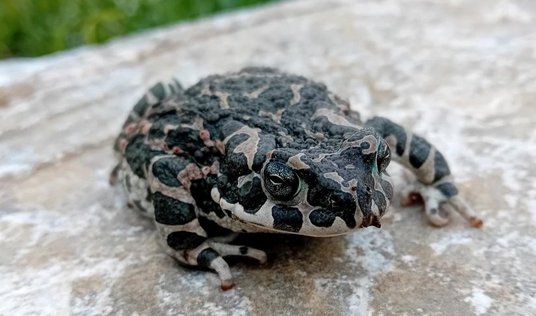 Kröte