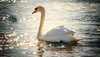 Schwan im Wasser 