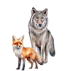 Wolf und Fuchs