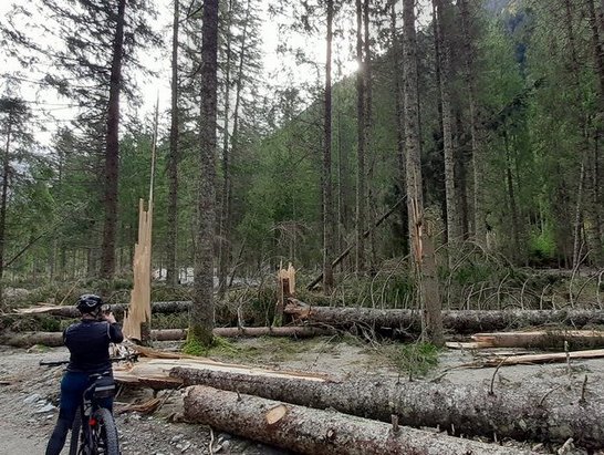 Frau auf Fahrrad fotografiert Windschäden in einem Wald