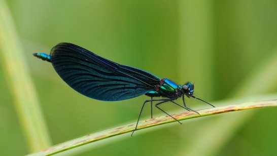 Libelle auf Grashalm