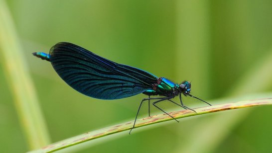 Libelle auf Grashalm