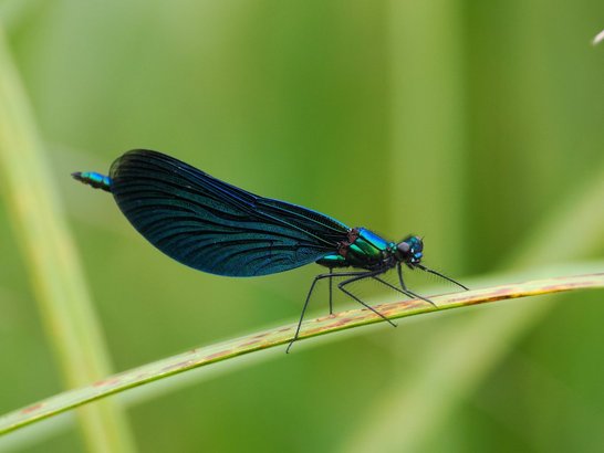 Libelle auf Grashalm