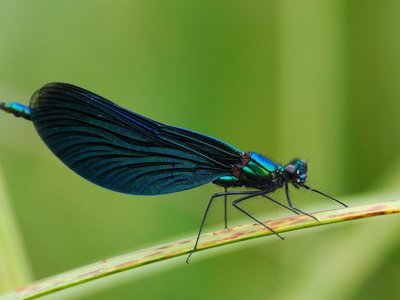 Libelle auf Grashalm