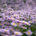 Lila Sommerblumen