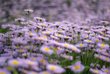 Lila Sommerblumen