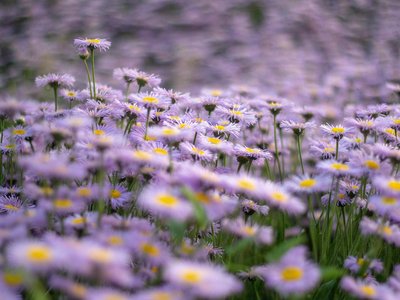 Lila Sommerblumen