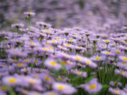 Lila Sommerblumen
