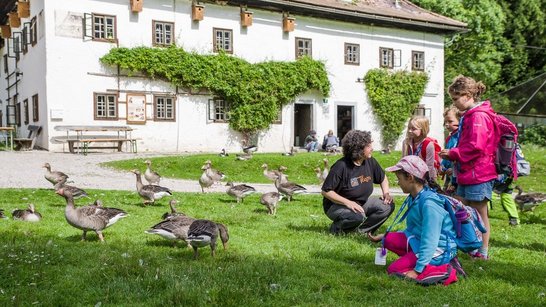 Forscherin mit Kindern und Graugänsen 