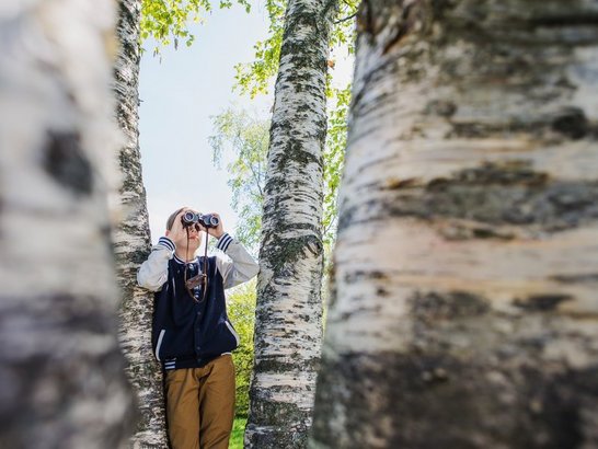 Eine jugendliche Person steht mit einem Fernglas zwischen mehreren Birken und beobachtet die Natur.