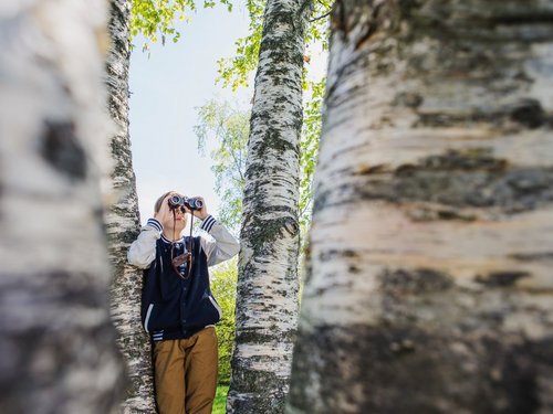 Eine jugendliche Person steht mit einem Fernglas zwischen mehreren Birken und beobachtet die Natur.