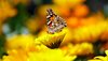 Schmetterling auf gelben Blüten