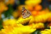 Schmetterling auf gelben Blüten