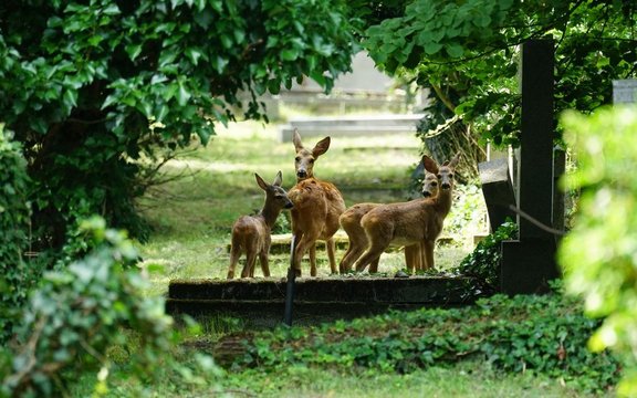 Rehe am Friedhof