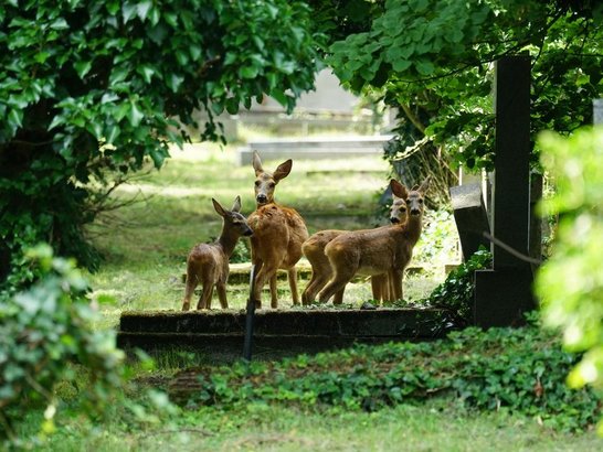 Rehe am Friedhof