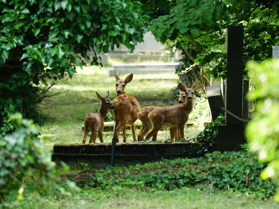 Rehe am Friedhof